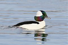 Bufflehead